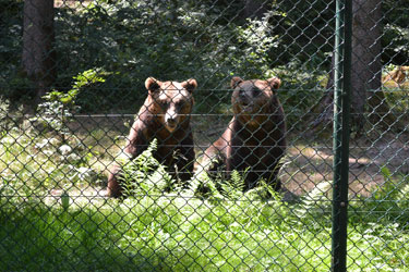 Bren im Wild- und Freizeitpark Allensbach