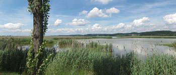 Wollmatinger Ried, Reichenau