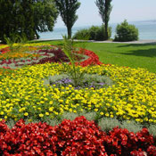 Blumen auf der Mainau